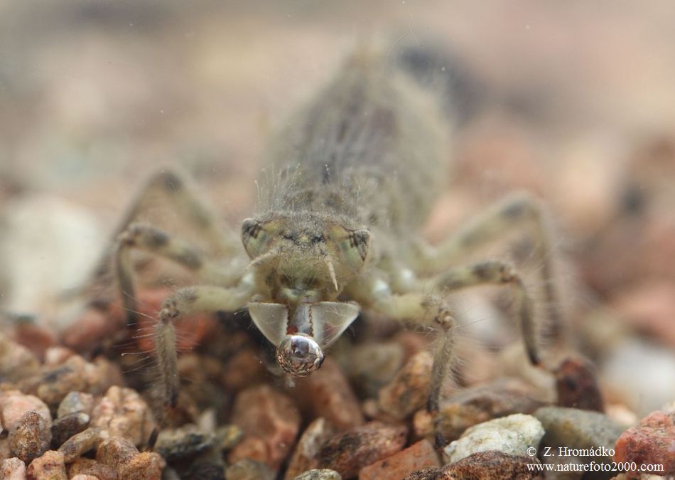 vážka ploská, Libellula depressa, Anisoptera (Vážky, Odonata)
